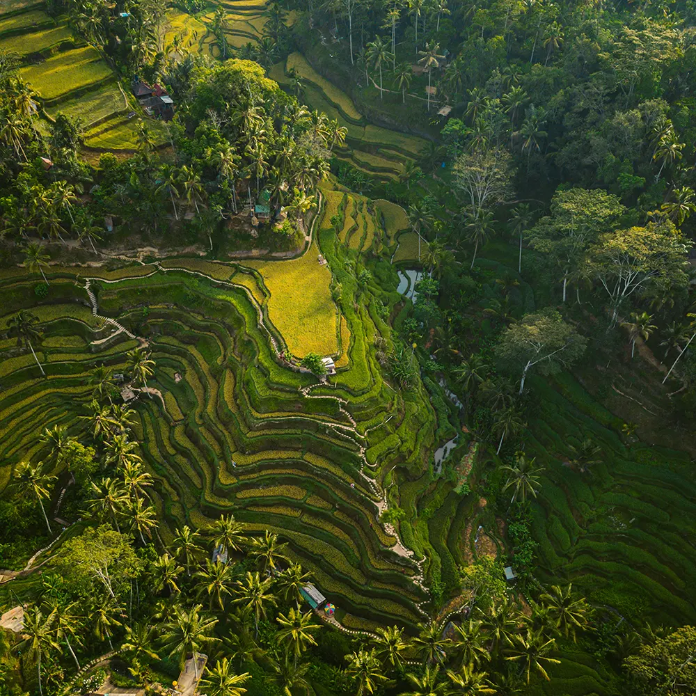 Aerial Ubud rice hills